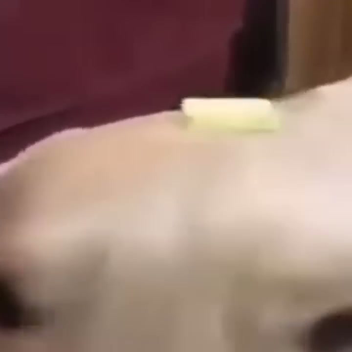 boter dog thumbnail