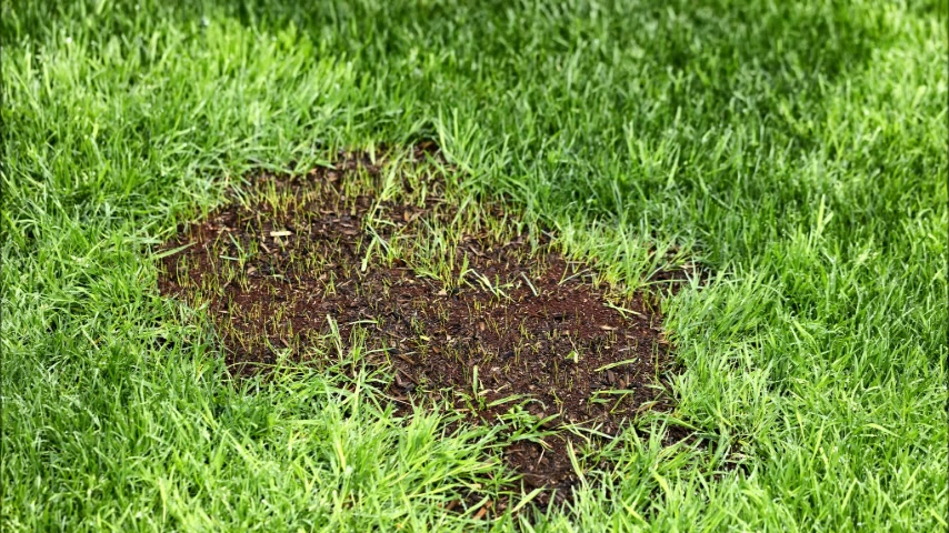 newgrass thumbnail